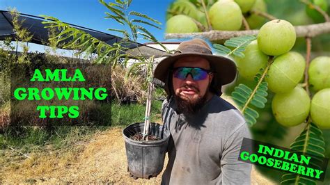 AMLA Explained Philippines .